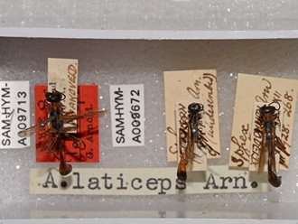 images/Ammophila_laticeps_SAM_HYM_A009713_type_ female_ in_situ_in_drawer_330.jpg